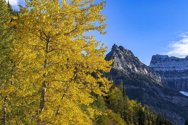 Autumn cottonwood and Mount Oberlin in Glacier National Park, Montana, USA