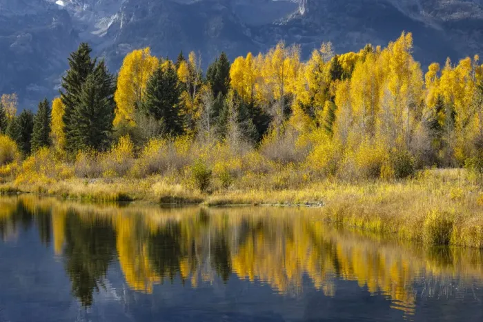 Framed Print : Autumn cottonwood trees reflecting on beaver pond, Schwabacher Landing, Grand Teton National Park, Wyoming Framed Print : Autumn cottonwood trees reflecting on beaver pond, Schwabacher Landing, Grand Teton National Park, Wyoming