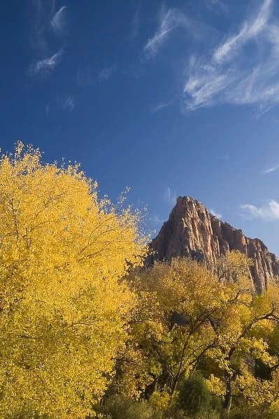 Autumn cottonwoods frame the Watchman in Zion National Park in Utah