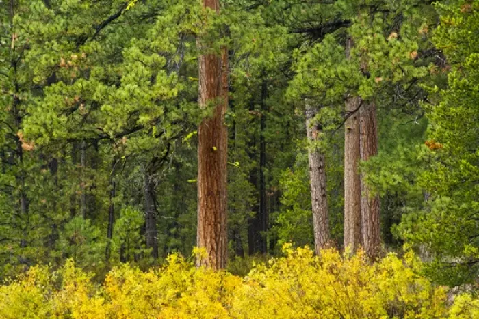 Framed Print : autumn, Deschutes River area, Three Rivers, Deschutes National Forest, Oregon, USA