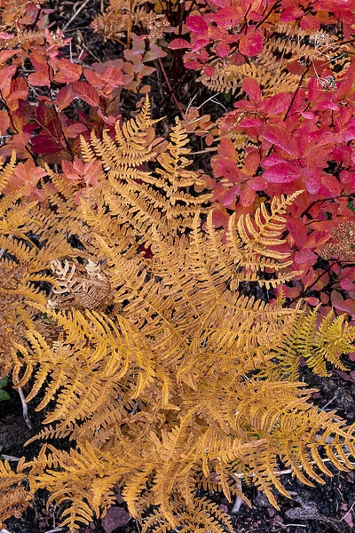 Autumn ferns and ground cover in burn area above St. Mary Lake in Glacier National Park