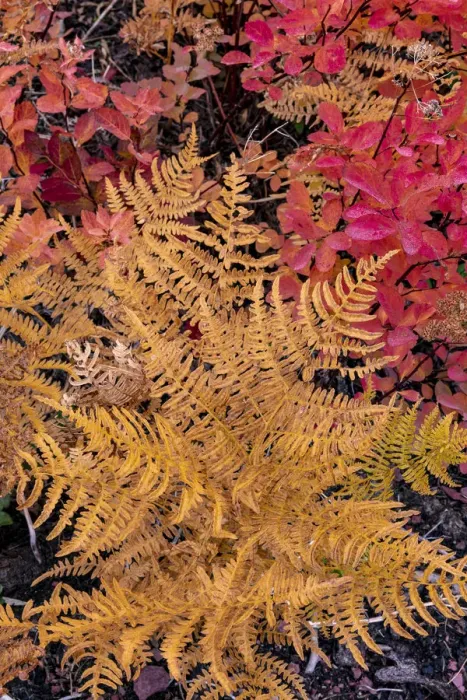 Framed Print : Autumn ferns and ground cover in burn area above St. Mary Lake in Glacier National Park Framed Print : Autumn ferns and ground cover in burn area above St. Mary Lake in Glacier National Park