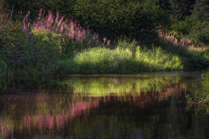 Framed Print : Autumn fireweed flowers reflecting on calm lake, Lake Clark National Park and Preserve, Alaska Framed Print : Autumn fireweed flowers reflecting on calm lake, Lake Clark National Park and Preserve, Alaska