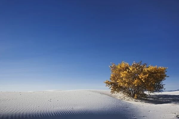 Autumn foliage among the dunes, White Sands National Monument, New Mexico