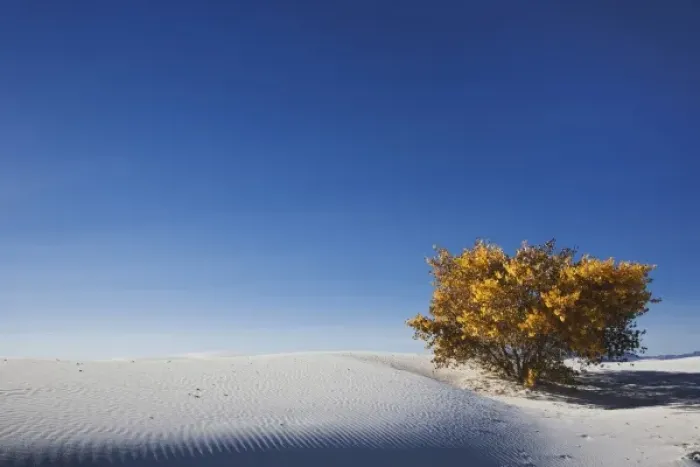 Framed Print : Autumn foliage among the dunes, White Sands National Monument, New Mexico Framed Print : Autumn foliage among the dunes, White Sands National Monument, New Mexico
