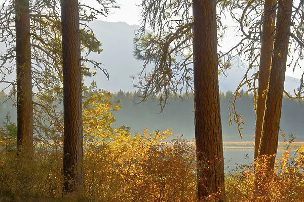 Autumn foliage, Fish Lake, Wenatchee National Forest, Washington State, USA