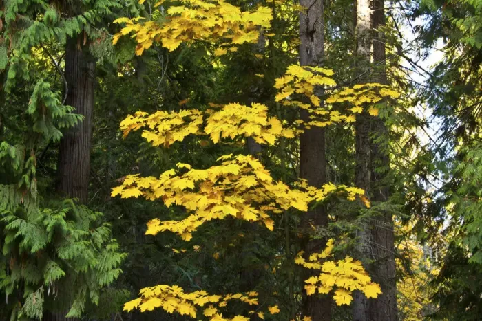 Framed Print : Autumn foliage, Lake Wenatchee Area, Wenatchee National Forest, Washington State, USA