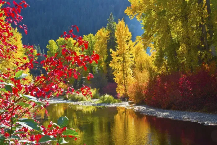 Framed Print : Autumn foliage, Nason Creek Area, Wenatchee National Forest, Washington State, USA