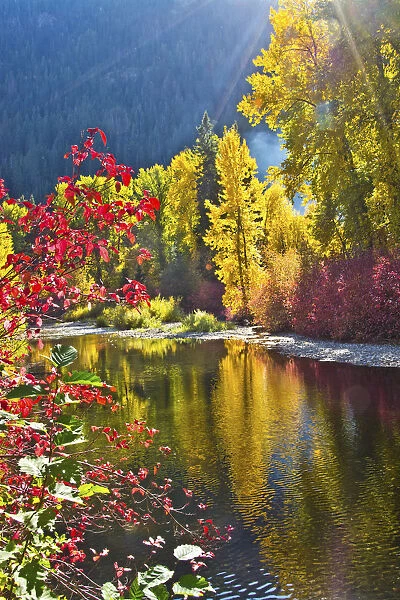 Autumn foliage, Nason Creek Area, Wenatchee National Forest, Washington State, USA