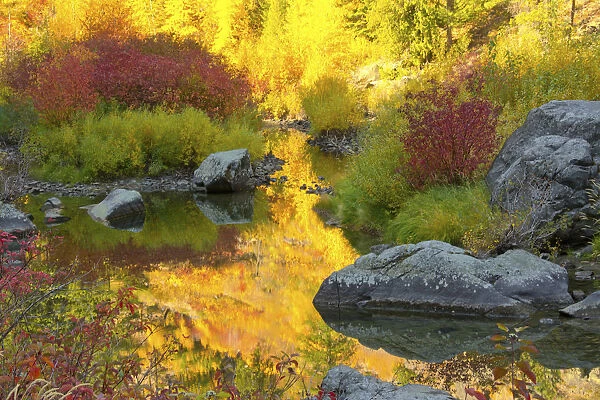 Autumn foliage, Tumwater Canyon, Wenatchee National Forest, Washington State, USA