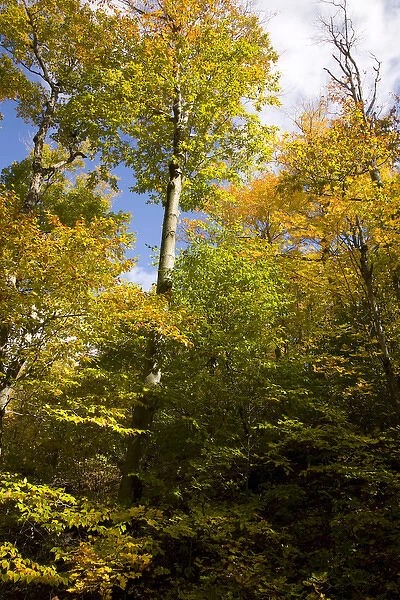 Autumn forest in Gatineu Park, Quebec