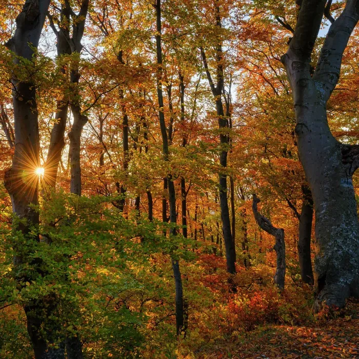 Framed Print : Autumn in the forest of the Koszeg mountains (Koszegi Hegyseg) near Velem in the nature park Geschriebenstein-Irottko. Eastern Europe, Hungary Framed Print : Autumn in the forest of the Koszeg mountains (Koszegi Hegyseg) near Velem in the nature park Geschriebenstein-Irottko. Eastern Europe, Hungary