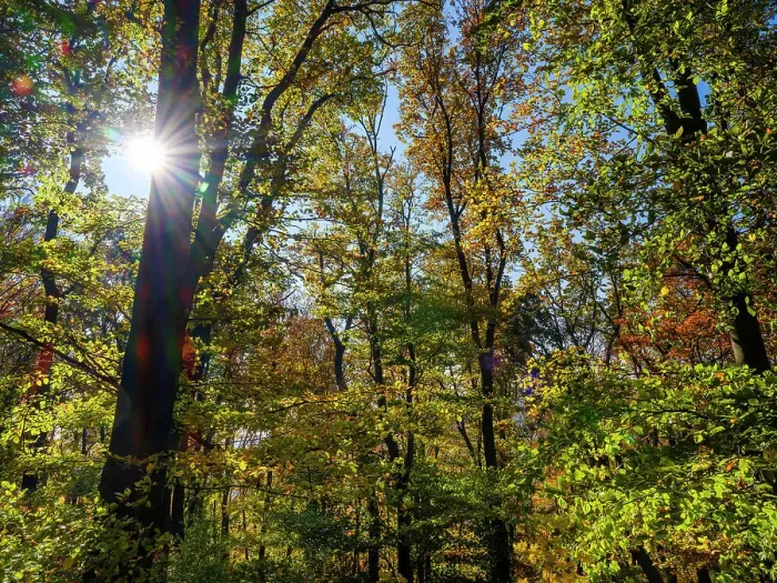 Framed Print : Autumn in the forest of the Koszeg mountains (Koszegi Hegyseg) near Velem in the nature park Geschriebenstein-Irottko. Eastern Europe, Hungary