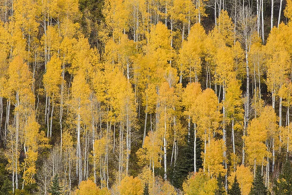 Autumn gold aspen tree pattern on mountain slope, San Juan Mountains, Colorado