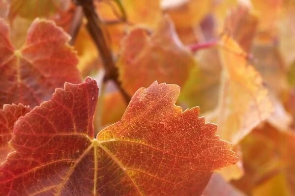 Autumn Grape Vine Leaves, Domain Road Vineyard, Bannockburn, Central Otago, South Island