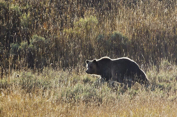 Autumn Grizzly Bear, Yellowstone NP