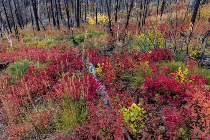 Framed Print : Autumn ground cover in burn area above St. Mary Lake in Glacier National Park, Montana Framed Print : Autumn ground cover in burn area above St. Mary Lake in Glacier National Park, Montana