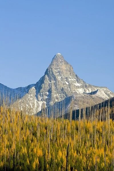 Autumn larch trees frame Mount St Nicholas in Glacier National Park in Montana