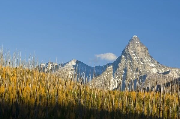 Autumn larch trees frame Mount St Nicholas in Glacier National Park in Montana