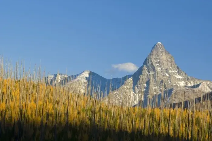 Framed Print : Autumn larch trees frame Mount St Nicholas in Glacier National Park in Montana Framed Print : Autumn larch trees frame Mount St Nicholas in Glacier National Park in Montana