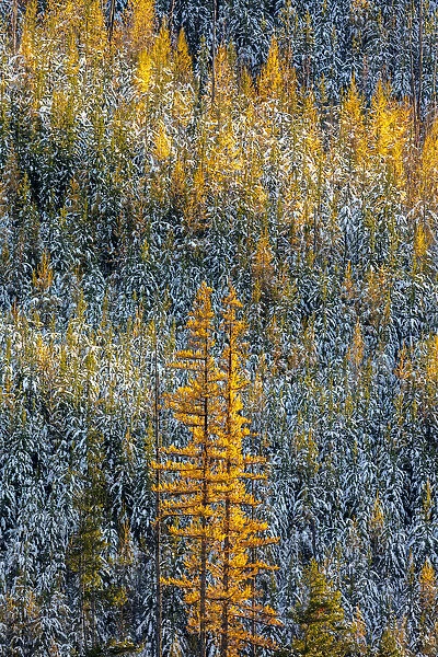 Autumn larch trees with pine forest full of recent snow in Glacier National Park, Montana