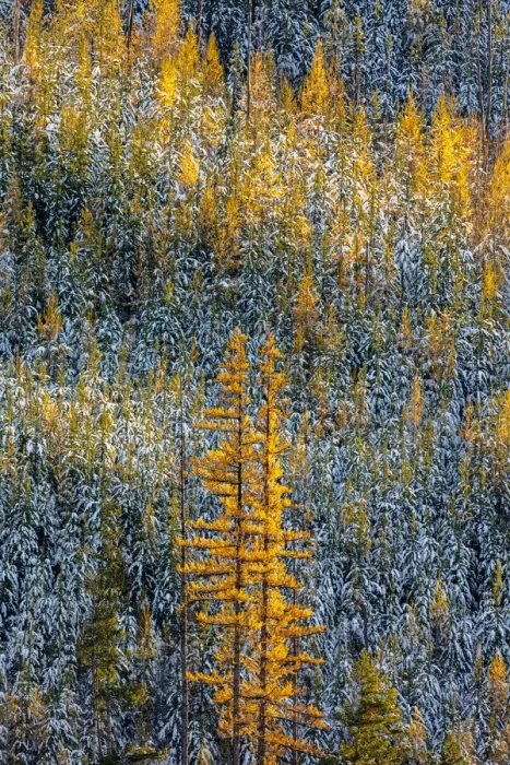 Framed Print : Autumn larch trees with pine forest full of recent snow in Glacier National Park, Montana