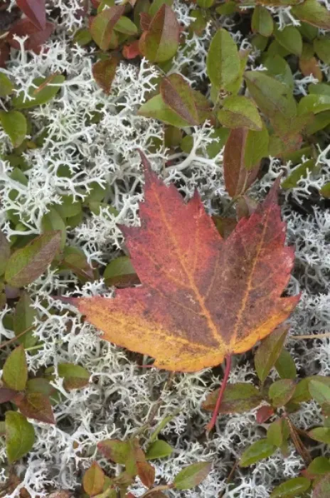 Framed Print : Autumn Leaf, Eagle Lake carriage road north of road 233, Acadia National Park, Maine, USA