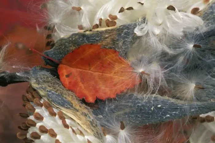 Framed Print : Autumn Leaf in Milkweed. Credit as: Nancy Rotenberg / Jaynes Gallery / Danita Delimont Framed Print : Autumn Leaf in Milkweed. Credit as: Nancy Rotenberg / Jaynes Gallery / Danita Delimont
