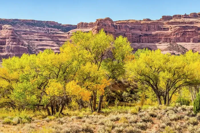 Framed Print : Autumn leaves, Arches National Park, Moab, Utah, USA