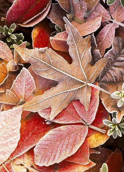 Autumn leaves on the ground, covered in frost