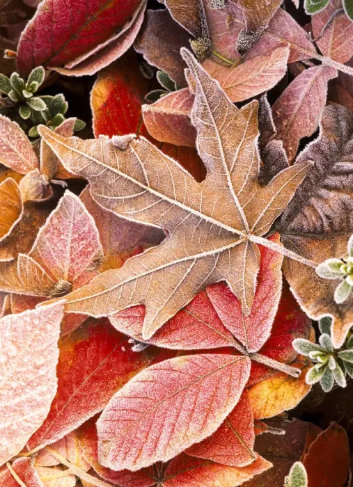 Framed Print : Autumn leaves on the ground, covered in frost Framed Print : Autumn leaves on the ground, covered in frost