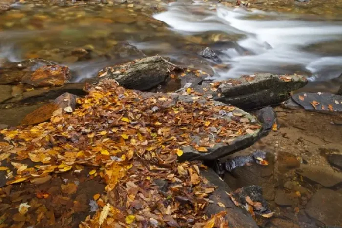 Framed Print : Autumn leaves along Looking Glass Creek in the Pisgah National Forest in North Carolina Framed Print : Autumn leaves along Looking Glass Creek in the Pisgah National Forest in North Carolina