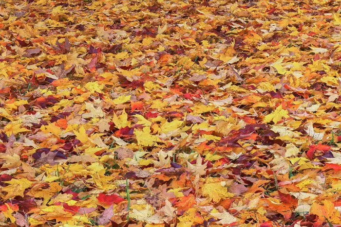 Framed Print : Autumn leaves, Oldham County, Kentucky