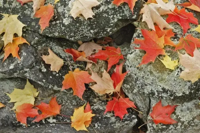 Framed Print : Autumn leaves on stone wall, Minute Man National Historical Park, Massachusetts Framed Print : Autumn leaves on stone wall, Minute Man National Historical Park, Massachusetts