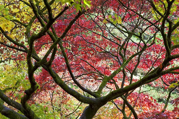 Autumn leaves, Westonbirt Arboretum, Gloucestershire, England, UK
