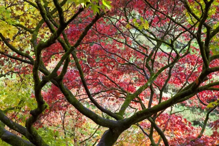 Framed Print : Autumn leaves, Westonbirt Arboretum, Gloucestershire, England, UK Framed Print : Autumn leaves, Westonbirt Arboretum, Gloucestershire, England, UK