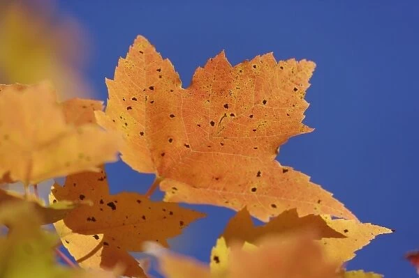 Autumn maple leaf and blue sky, White Mountains National Forest, New Hampshire