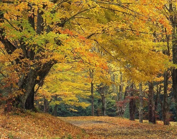 Autumn maple tree