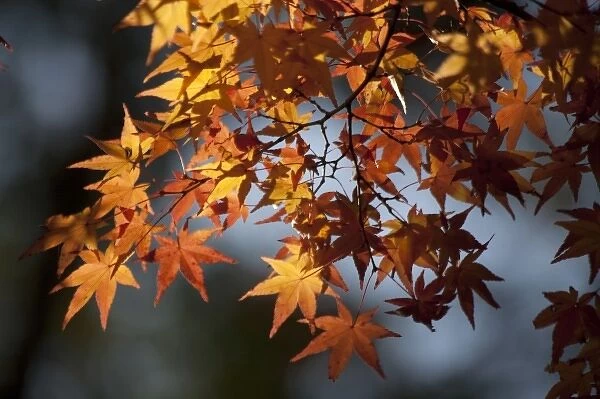 Autumn maples on grounds of Hiroshima Castle, Hiroshima, Japan