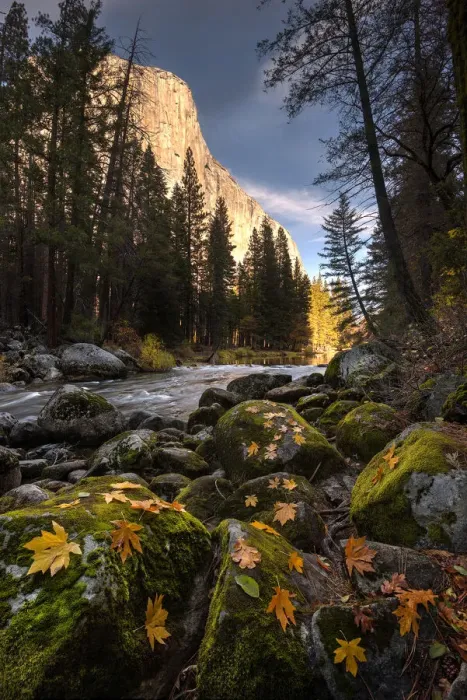 Framed Print : Autumn along Merced River in Yosemite National Park, California Framed Print : Autumn along Merced River in Yosemite National Park, California