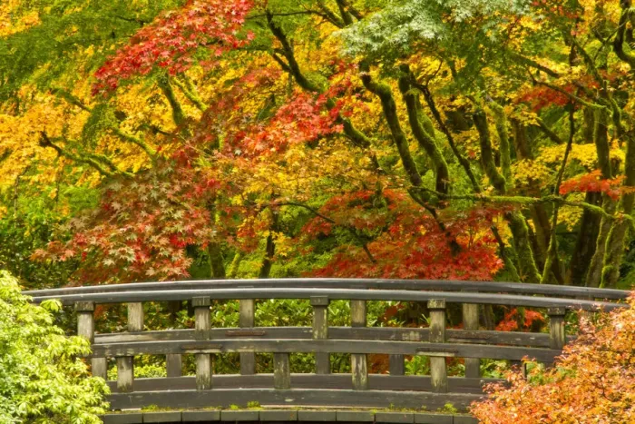 Framed Print : autumn, Moon Bridge, Portland Japanese Garden, Portland, Oregon, USA Framed Print : autumn, Moon Bridge, Portland Japanese Garden, Portland, Oregon, USA