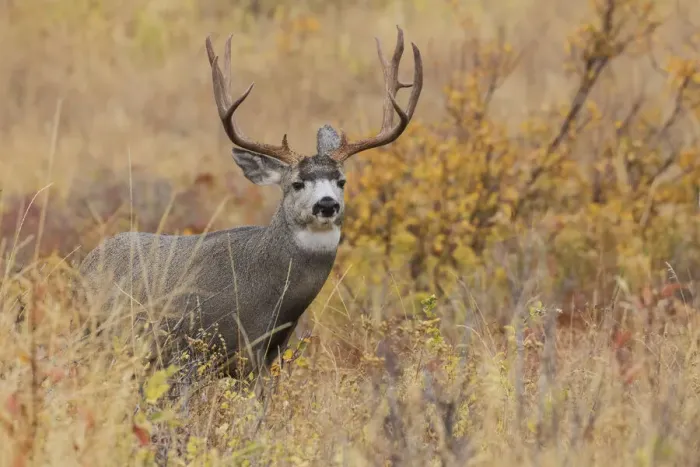 Framed Print : Autumn mule deer buck
