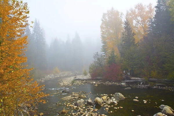 Autumn, Nason Creek in fog, Wenatchee National Forest, Washington State, USA