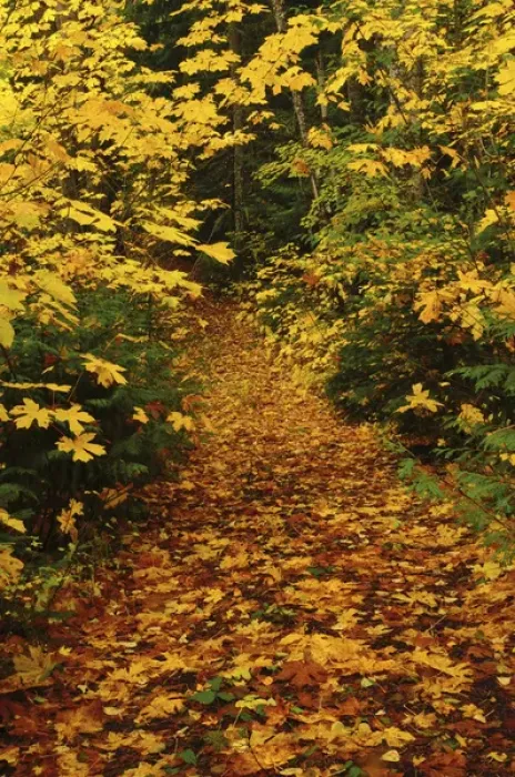Framed Print : Autumn Path, Mount Hood National Forest, Oregon, USA Framed Print : Autumn Path, Mount Hood National Forest, Oregon, USA