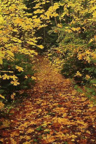 Autumn Path, Mount Hood National Forest, Oregon, USA