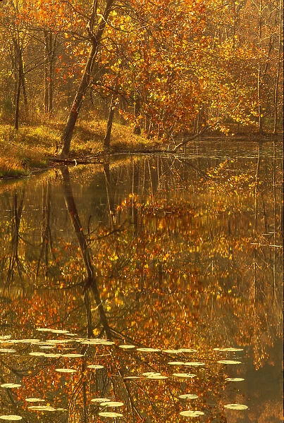 autumn pond water lillies reflection