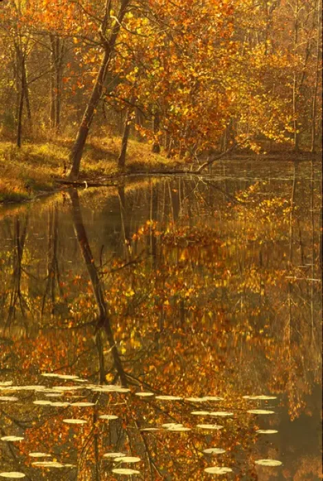 Framed Print : autumn pond water lillies reflection Framed Print : autumn pond water lillies reflection