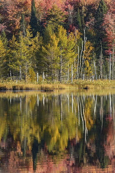 Autumn reflection on shoreline, Council Lake, Upper Peninsula of Michigan