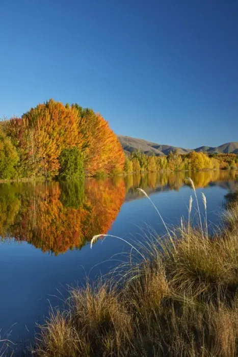 Framed Print : Autumn reflections in Kellands Pond, near Twizel, Mackenzie District, South Canterbury Framed Print : Autumn reflections in Kellands Pond, near Twizel, Mackenzie District, South Canterbury