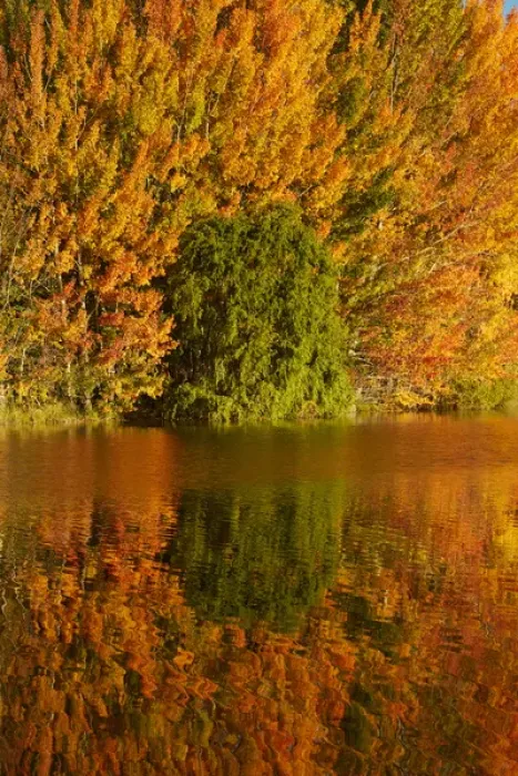 Framed Print : Autumn reflections in Kellands Pond, near Twizel, Mackenzie District, South Canterbury Framed Print : Autumn reflections in Kellands Pond, near Twizel, Mackenzie District, South Canterbury
